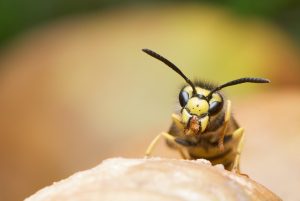 Wasps facial recognition